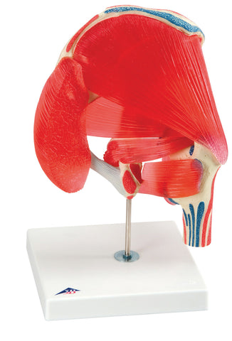Anatomical Model - hip joint with removable muscles, 6-part