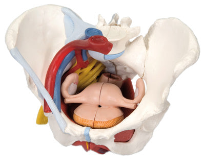 Anatomical Model - female pelvis, 6-part with ligaments
