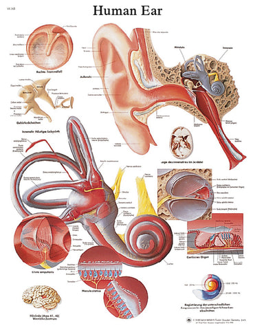 Anatomical Chart - ear, laminated