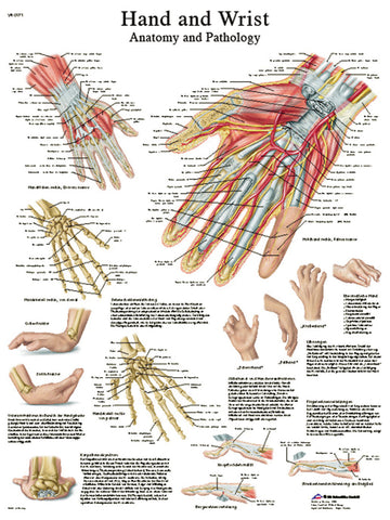 Anatomical Chart - hand &amp; wrist, laminated
