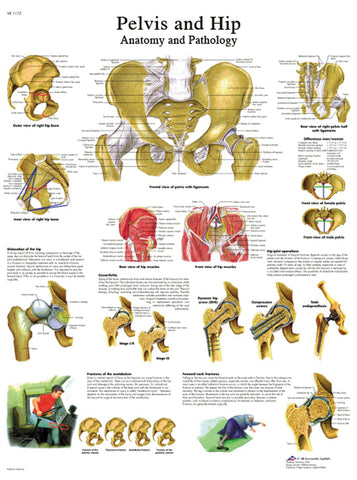 Anatomical Chart - hip &amp; pelvis, laminated