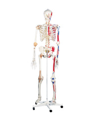 Anatomical Model - Sam the super skeleton with pelvic on roller stand