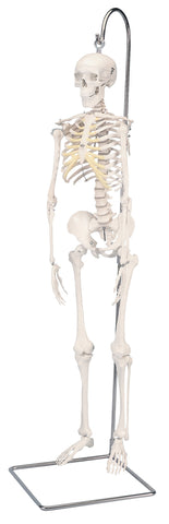 Anatomical Model - mini skeleton hanging