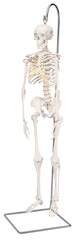 Anatomical Model - mini skeleton hanging