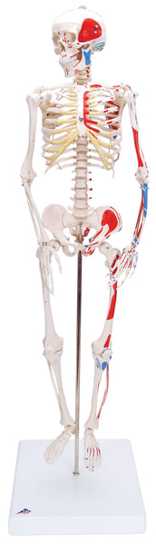Anatomical Model - mini skeleton on base