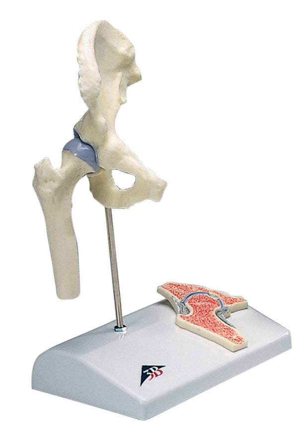 Anatomical Model - functional hip joint