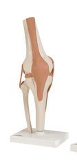 Anatomical Model - functional knee joint, deluxe