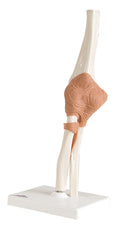 Anatomical Model - functional elbow joint, deluxe