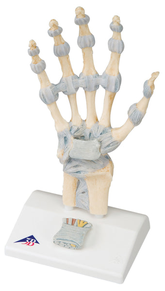 Anatomical Model - hand skeleton with ligaments