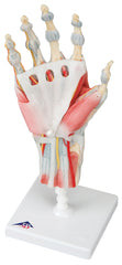 Anatomical Model - hand skeleton with ligaments &amp; muscles