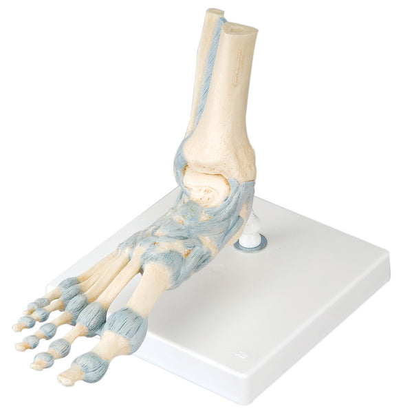 Anatomical Model - foot skeleton with ligaments