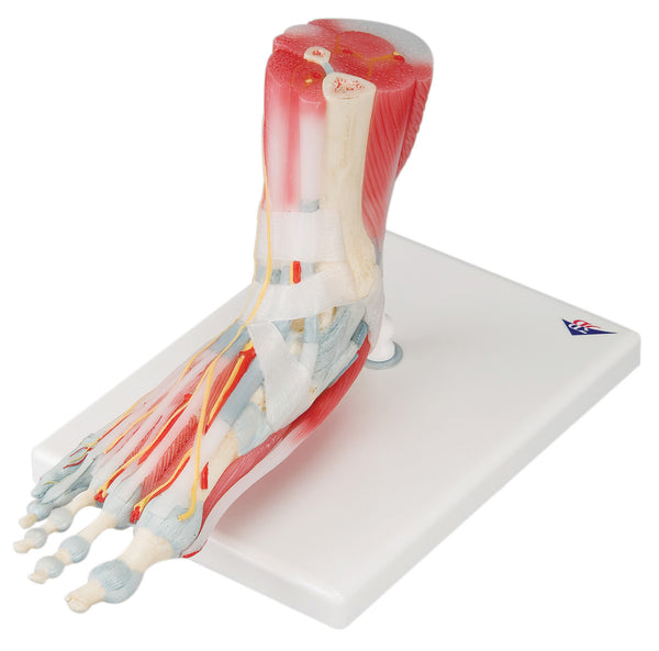 Anatomical Model - foot skeleton with ligaments &amp; muscles