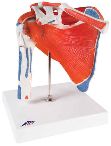 Anatomical Model - shoulder joint with rotator cuff