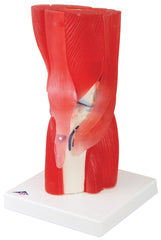 Anatomical Model - knee joint with removable muscles, 12-part