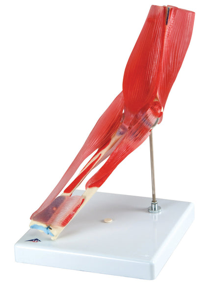 Anatomical Model - elbow joint with removable muscles, 8-part