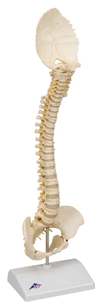 Anatomical Model - flexible spine, classic, with femur heads