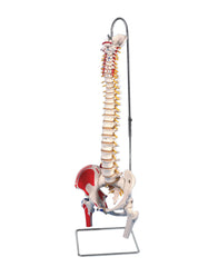 Anatomical Model - flexible spine, classic, with femur heads, muscles