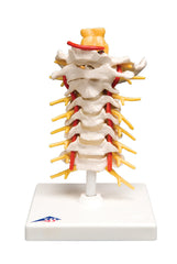 Anatomical Model - cervical spinal column