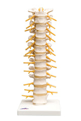 Anatomical Model - thoracic spinal column