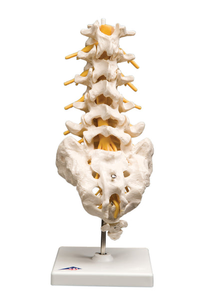 Anatomical Model - lumbar spinal column