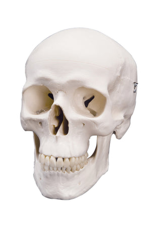 Anatomical Model - classic skull, 3 part