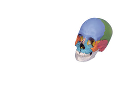 Anatomical Model - classic skull, 3-part painted