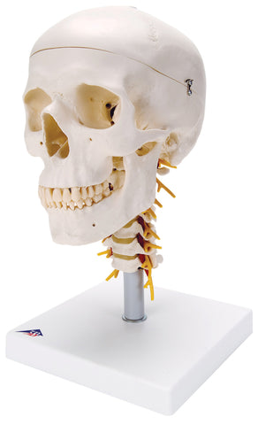 Anatomical Model - classic skull, 4 part, on cervical spine