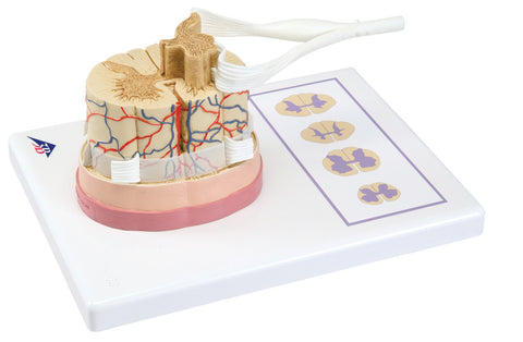 Anatomical Model - spinal cord with nerve branches