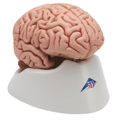 Anatomical Model - classic brain 5-part