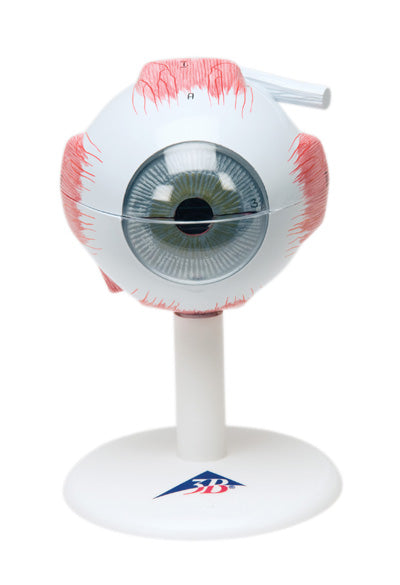 Anatomical Model - eye, 6-part (3x size)