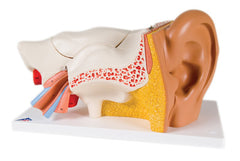Anatomical Model - ear, 6-part (3x size)