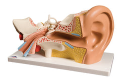 Anatomical Model - ear, 4-part (3x size)