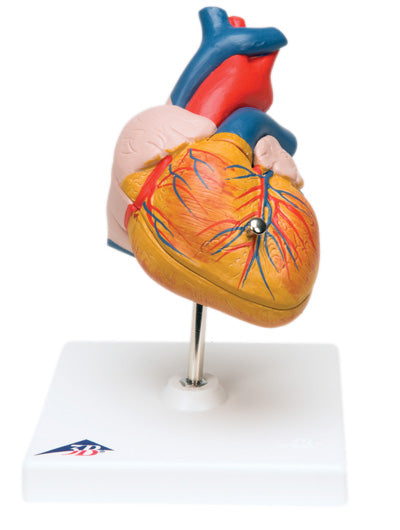 Anatomical Model - heart, 2-part
