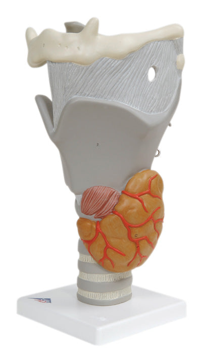 Anatomical Model - functional larynx (2.5x size)