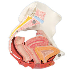 Anatomical Model - female pelvis, 4-part with ligaments