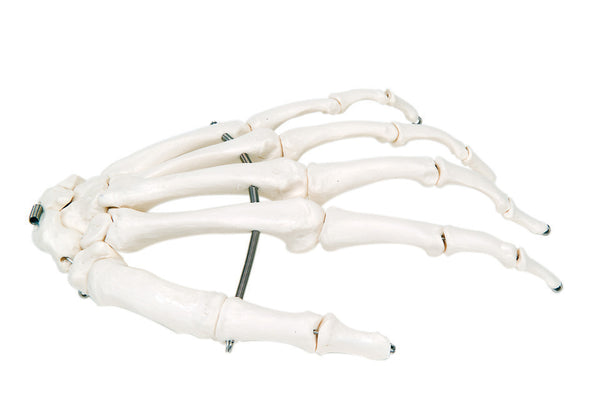 Anatomical Model - loose bones, hand skeleton, left (wire)