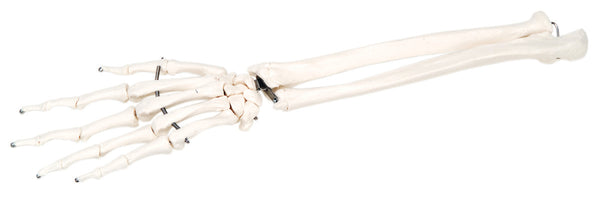 Anatomical Model - loose bones, hand skeleton with ulna and radius, left (wire)