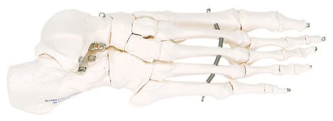 Anatomical Model - loose bones, foot skeleton, left (wire)
