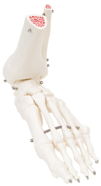 Anatomical Model - loose bones, foot skeleton with ankle, right (wire)