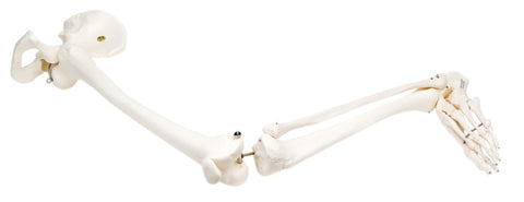 Anatomical Model - loose bones, leg skeleton with hip, left (wire)