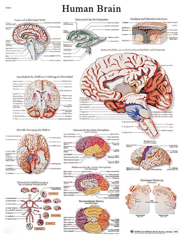 Anatomical Chart - human brain, paper