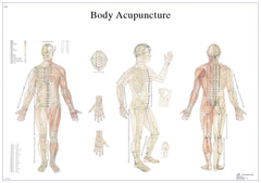 Anatomical Chart - acupuncture body, laminated