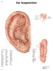 Anatomical Chart - acupuncture ear, paper