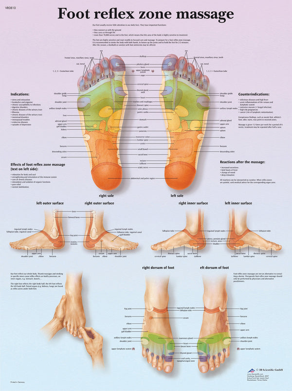 Anatomical Chart - foot massage, reflex zone, laminated