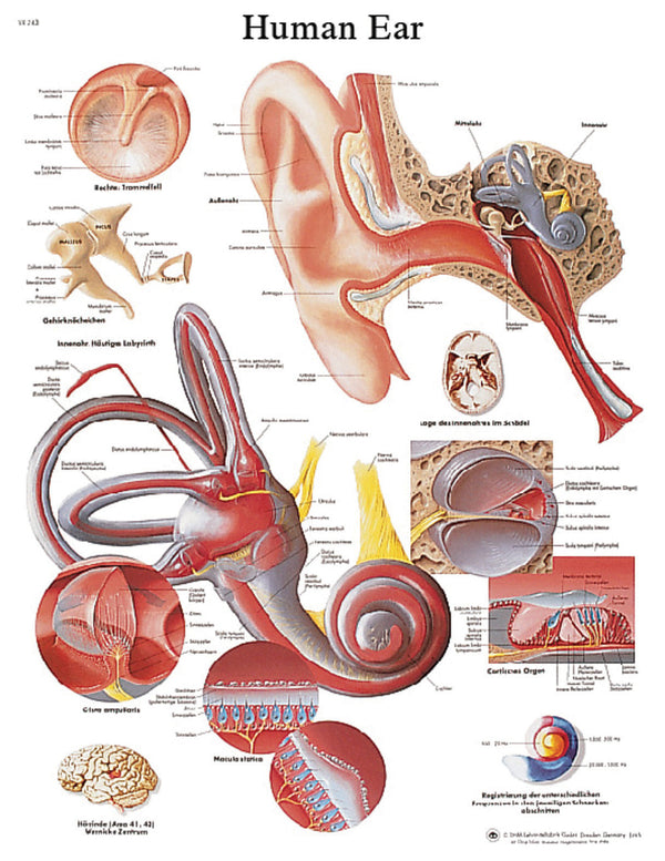 Anatomical Chart - ear, paper