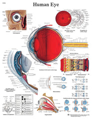 Anatomical Chart - eye, laminated