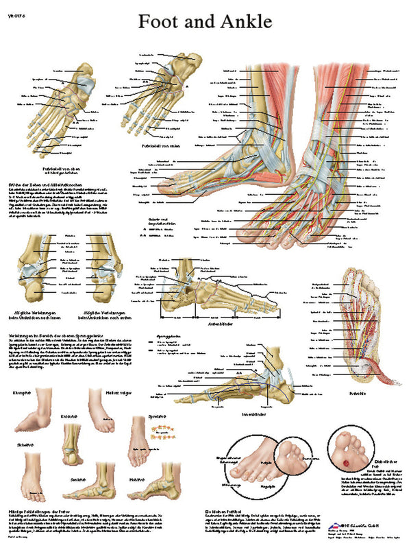 Anatomical Chart - foot &amp; ankle, sticky back