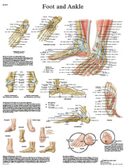 Anatomical Chart - foot &amp; ankle, laminated
