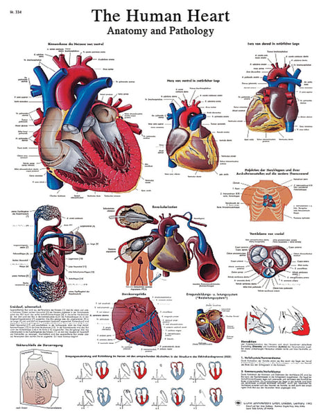 Anatomical Chart - human heart, laminated
