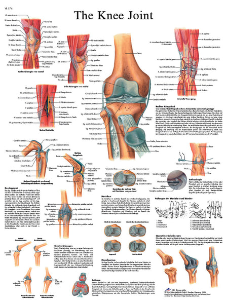 Anatomical Chart - knee joint, laminated